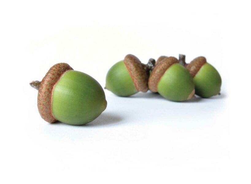 a group of green acorns on a white background