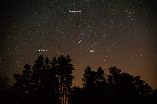 Picture of Orion over treetops