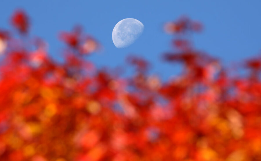 Fall leaves and Moon