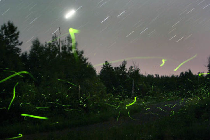 Jove watches over the fireflies