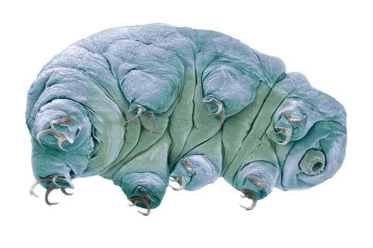 a green-blue curled worm looking being