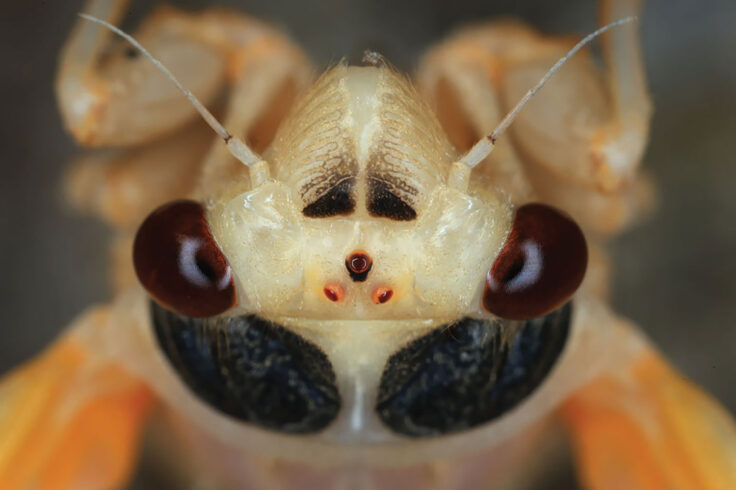 close up of a bug's face with two black eyes and white antennae and an orange-white body