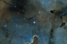 Elephant Trunk or Lady