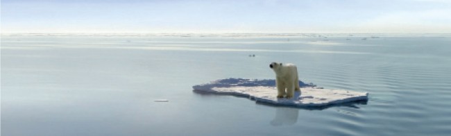 Polar bear on ice