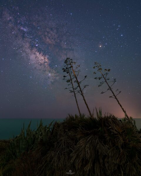 Milky Way over Agavi palm tree silhouettes