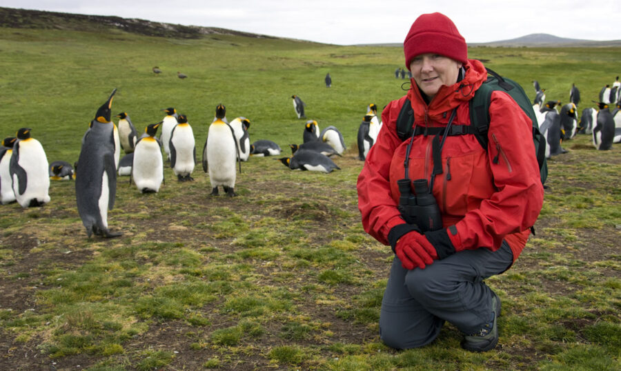 Penguins on Falkland Islands