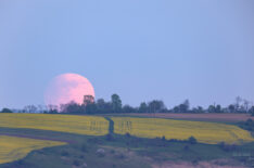 Rapeseed and Penumbra  