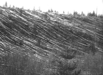 Flattened trees at Tunguska