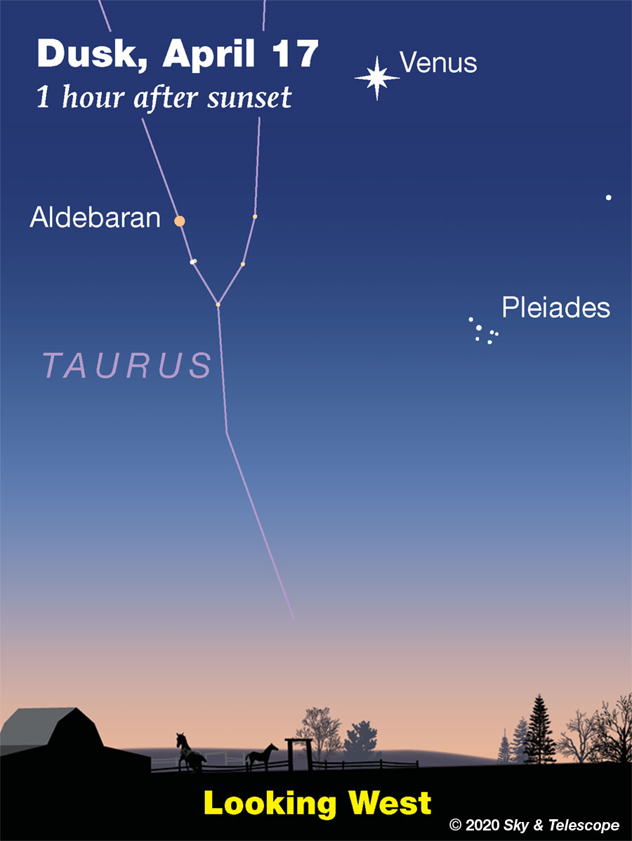 By April 17th, the Pleiades sink 11° away from Venus. 