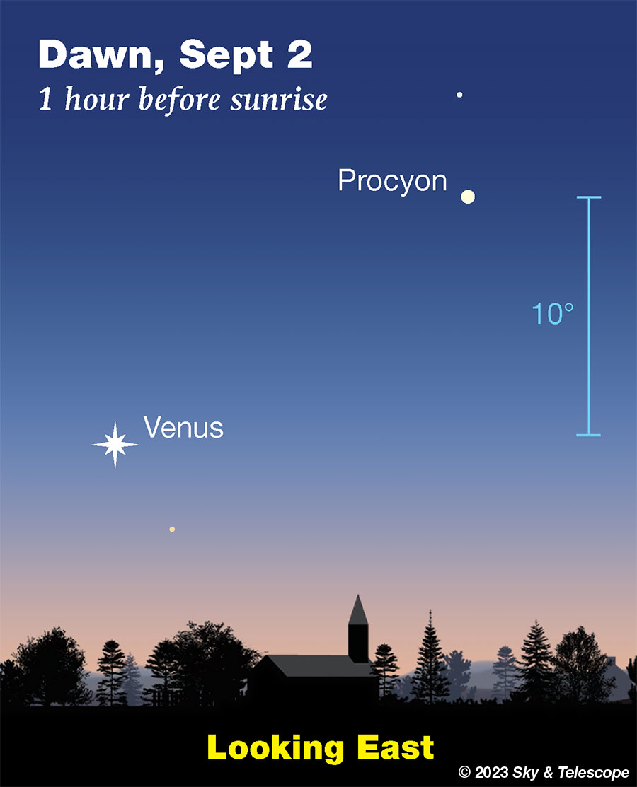 Venus has emerged as the Morning Star low in the eastern dawn. Procyon can't compete.