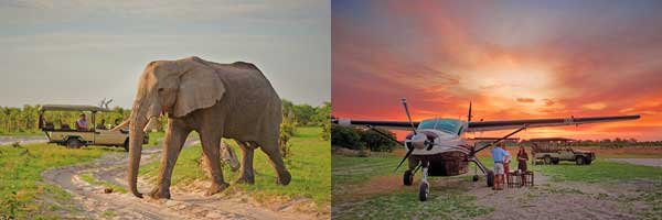 Elephant in Savute camp and aircraft