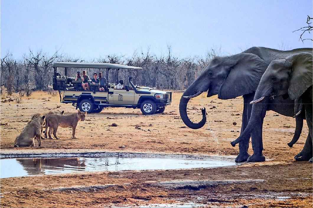 Two elephants stand in the foreground at a waterhole with several cheetahs on the other side and a safari van with people in it in the background