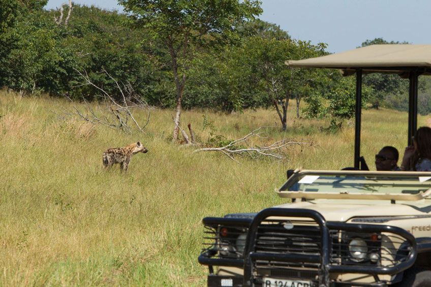 a safari van in the foreground with a hyena in the grass in the background