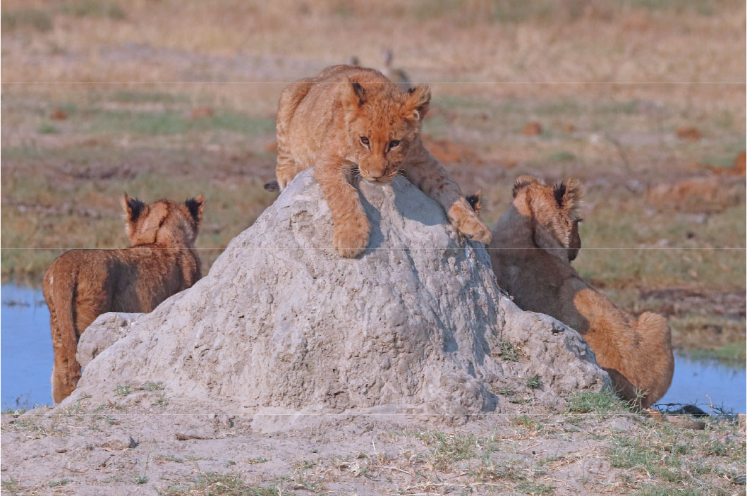 a lion lies on top of a sand pile with several other lions around it