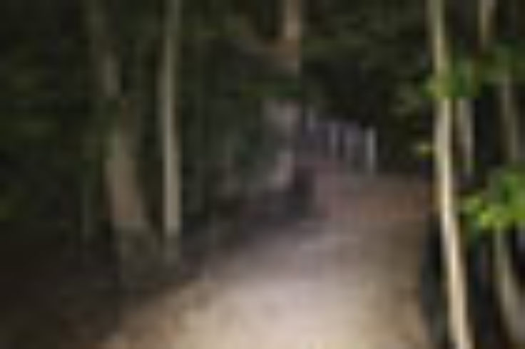 Woods lit by flashlight