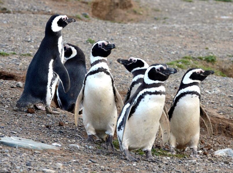 Magellanic penguins on Magdalena Island
