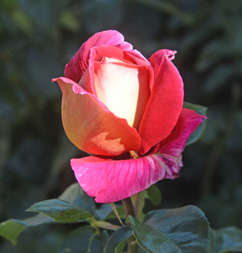 Rose in San Martín de los Andes