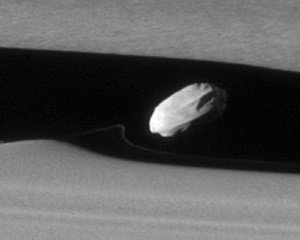 Daphnis close up